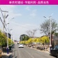 太阳能路灯分体式 户外太阳能庭院灯 室外照明太阳能灯 4米60w