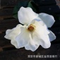仿真花假花绢花装饰花90cm长枝木棉 20cm直径手卷花高仿真