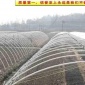 花卉大棚支架、河南花卉大棚支架、安阳澳源大棚支架机专售