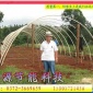 新材料的大棚设计；新材料的蔬菜大棚骨架、花卉大棚骨架 发布