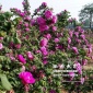 供应西原SR-CX-30玫瑰花细胞液提取机